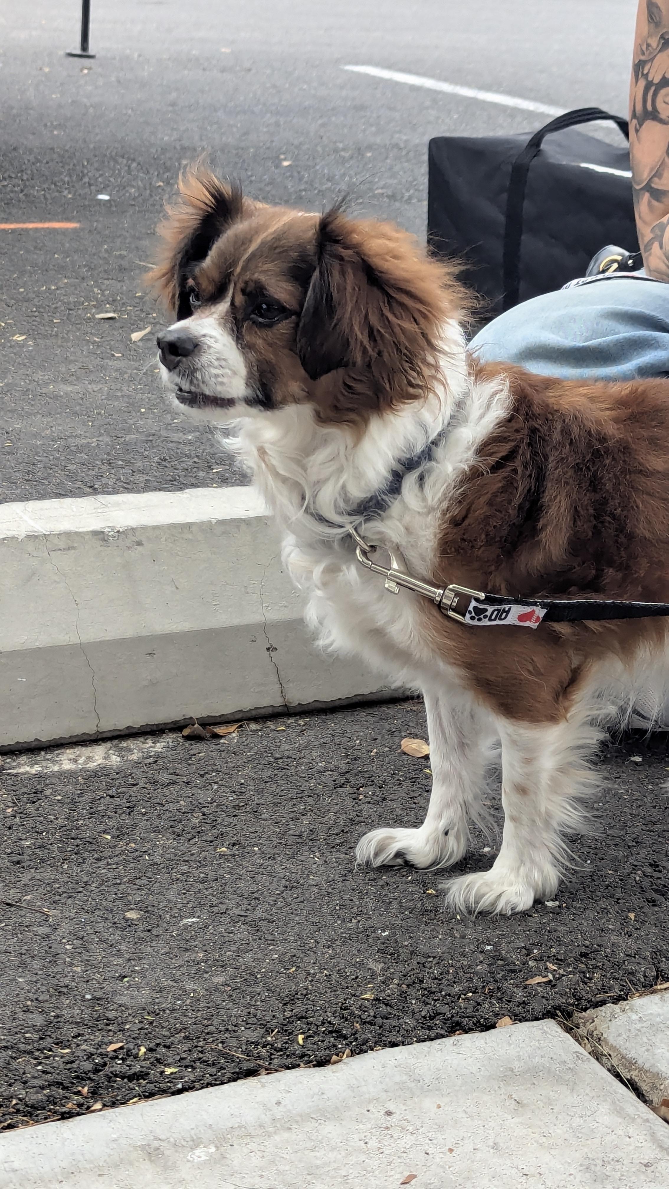 Enlarge Charlie, a Adoptable mixed breed in Scottsdale, AZ image 1/4