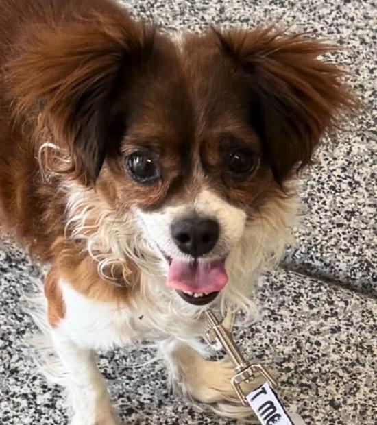 Charlie, Adoptable, Adult Male Cavalier King Charles Spaniel.