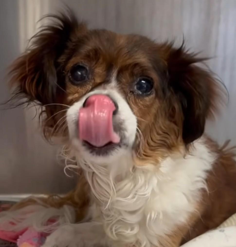 Enlarge Charlie, a Adoptable mixed breed in Scottsdale, AZ image 2/3