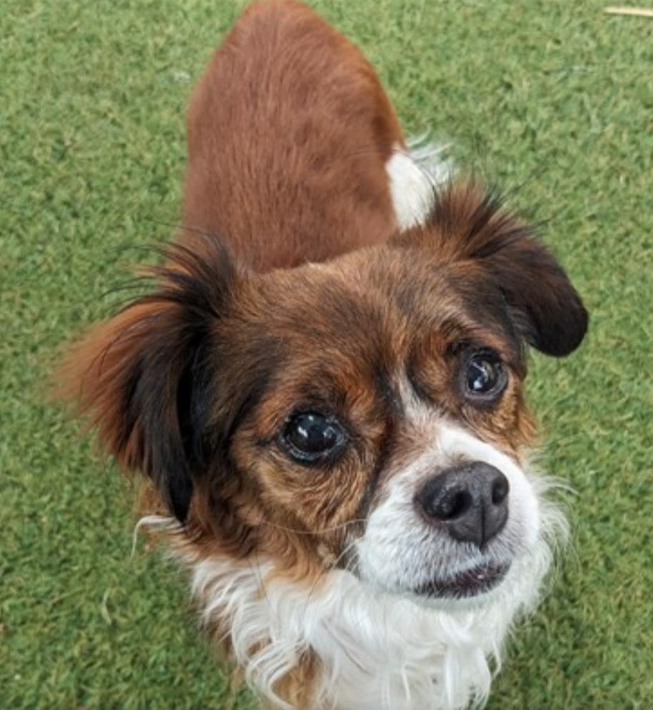 Charlie, Adoptable, Adult Male Cavalier King Charles Spaniel & Papillon.