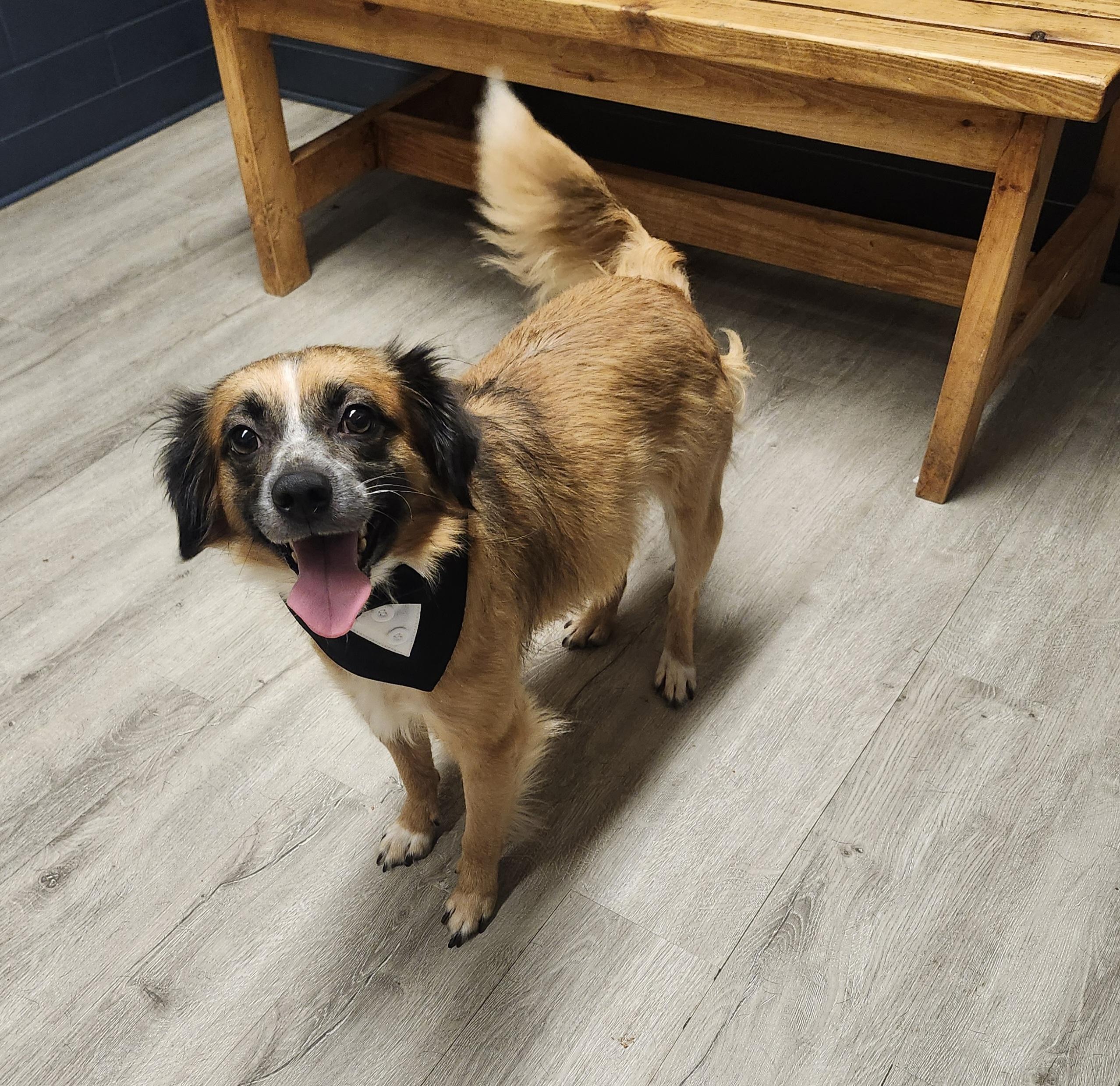 Kung Pao, an adopted mixed breed in Mansfield, OH image 2/4