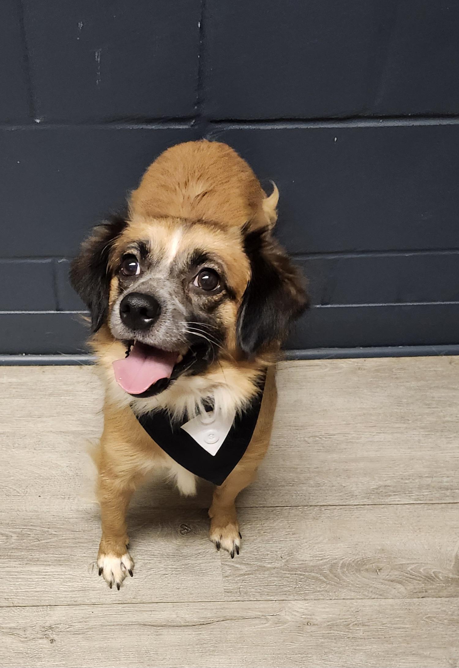 Kung Pao, an adopted mixed breed in Mansfield, OH image 4/4