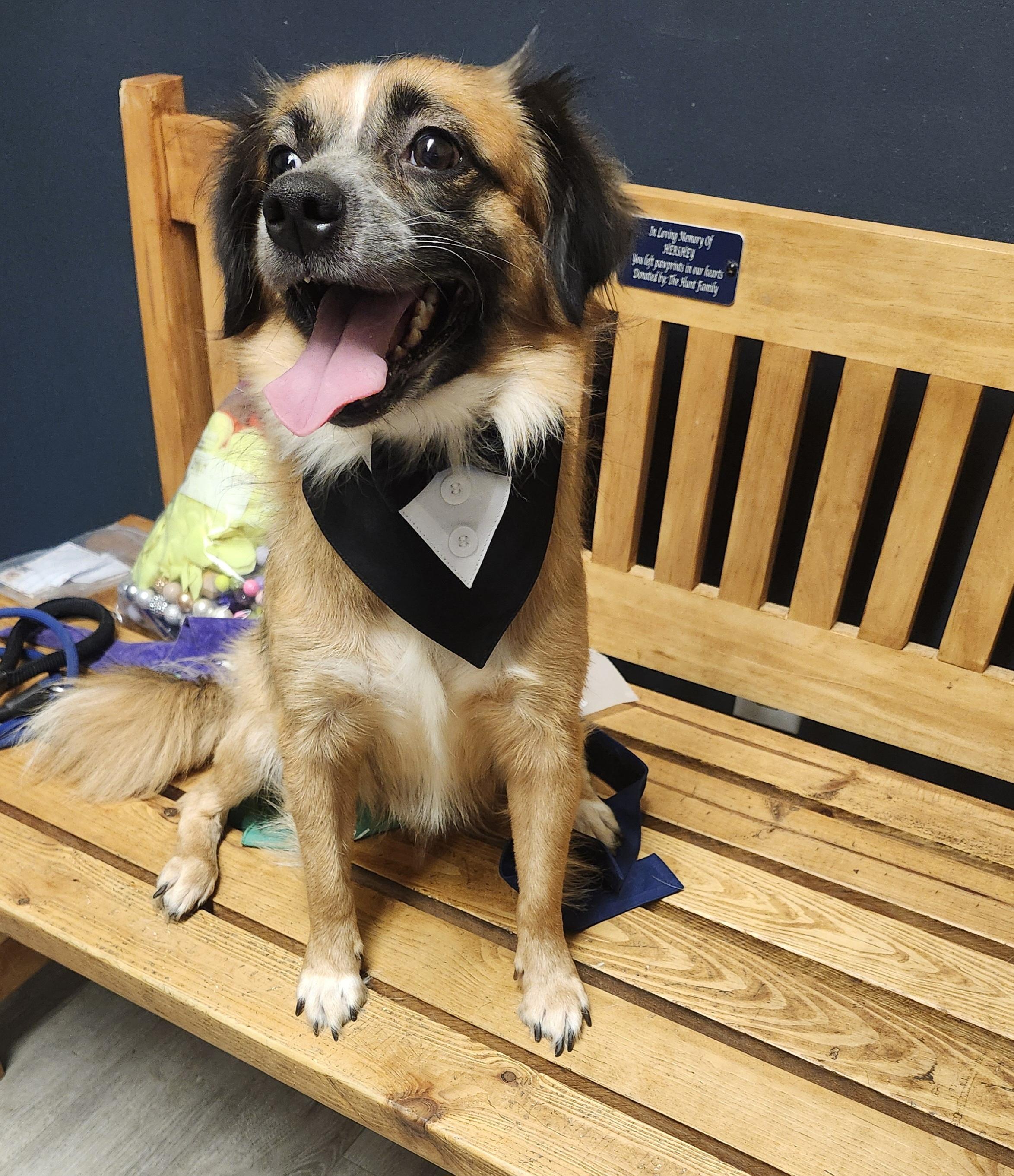 Kung Pao, adopted, Adult Male Puggle.