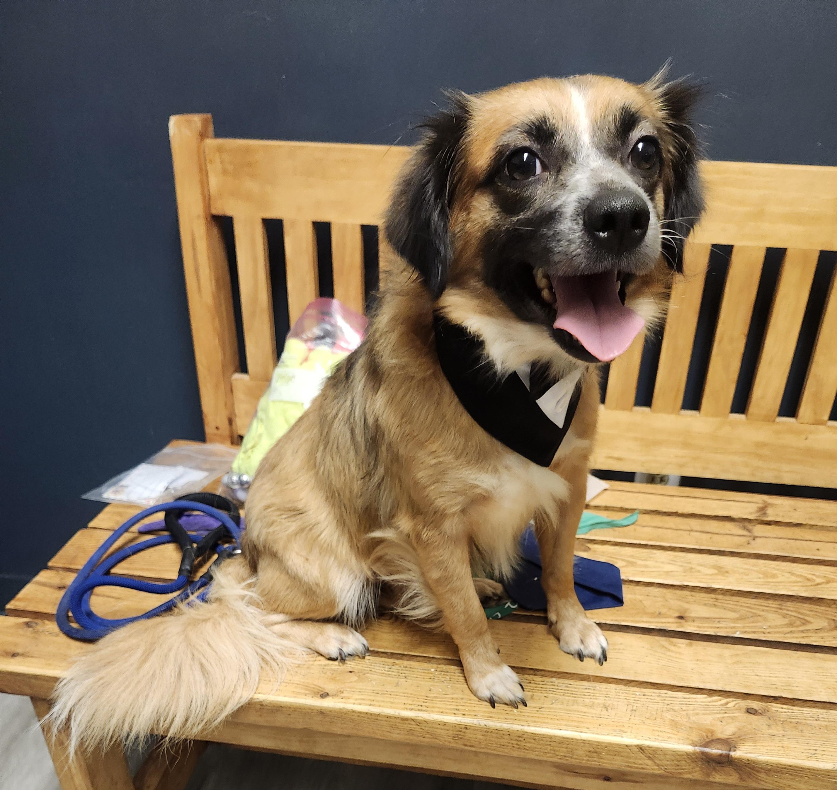 Kung Pao, an adopted mixed breed in Mansfield, OH image 3/4