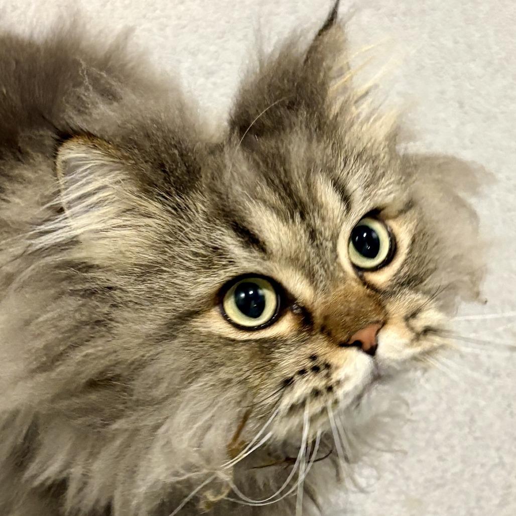 Enlarge Manu, a Adoptable Persian in Murray, UT image 1/2