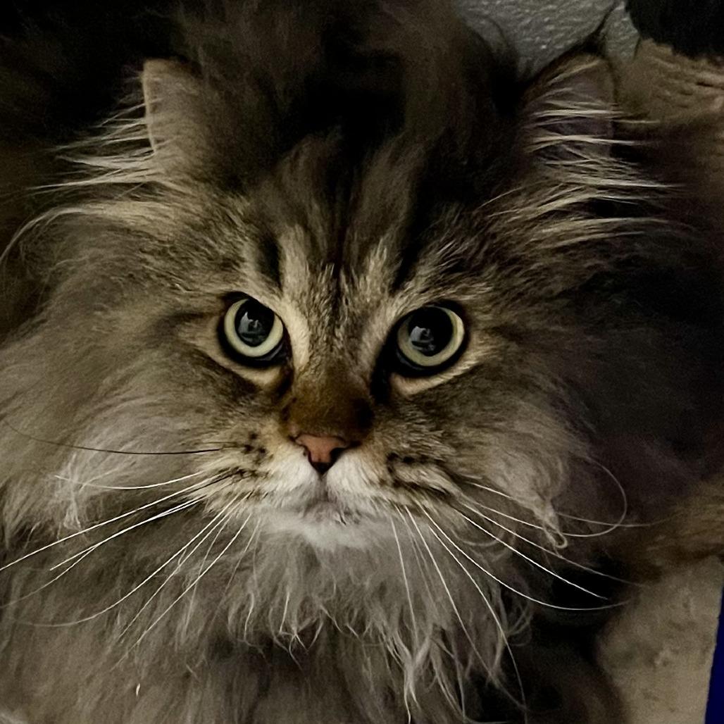 Enlarge Manu, a Adoptable Persian in Murray, UT image 2/2