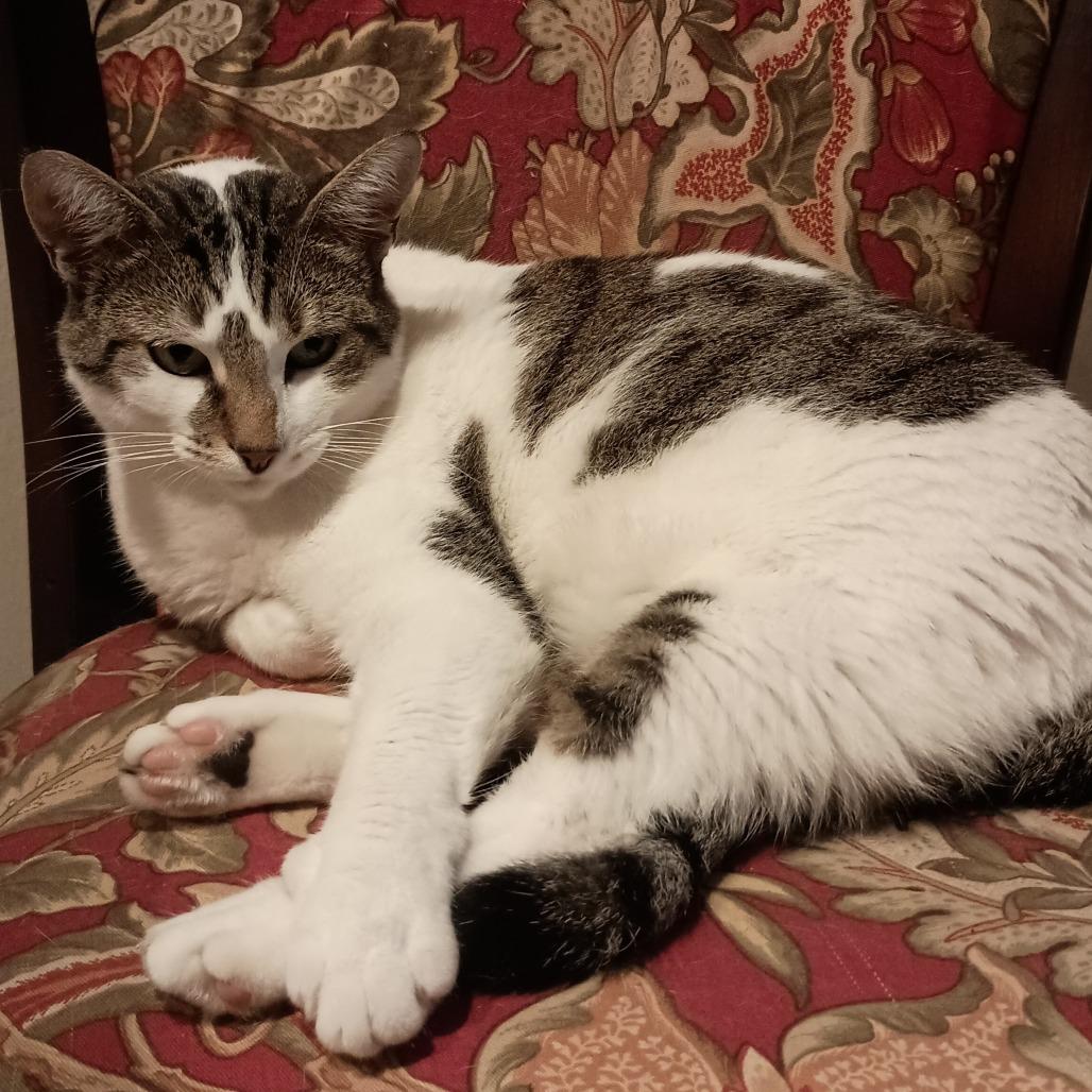 Peridot, Adoptable, Adult Female Domestic Short Hair.