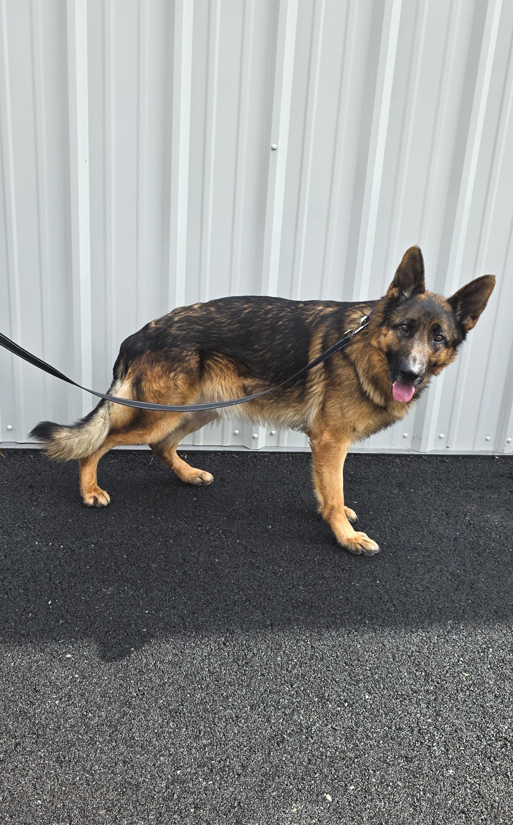 Enlarge Grizzly, a ADOPTABLE mixed breed in Shepherdsville, KY image 2/2