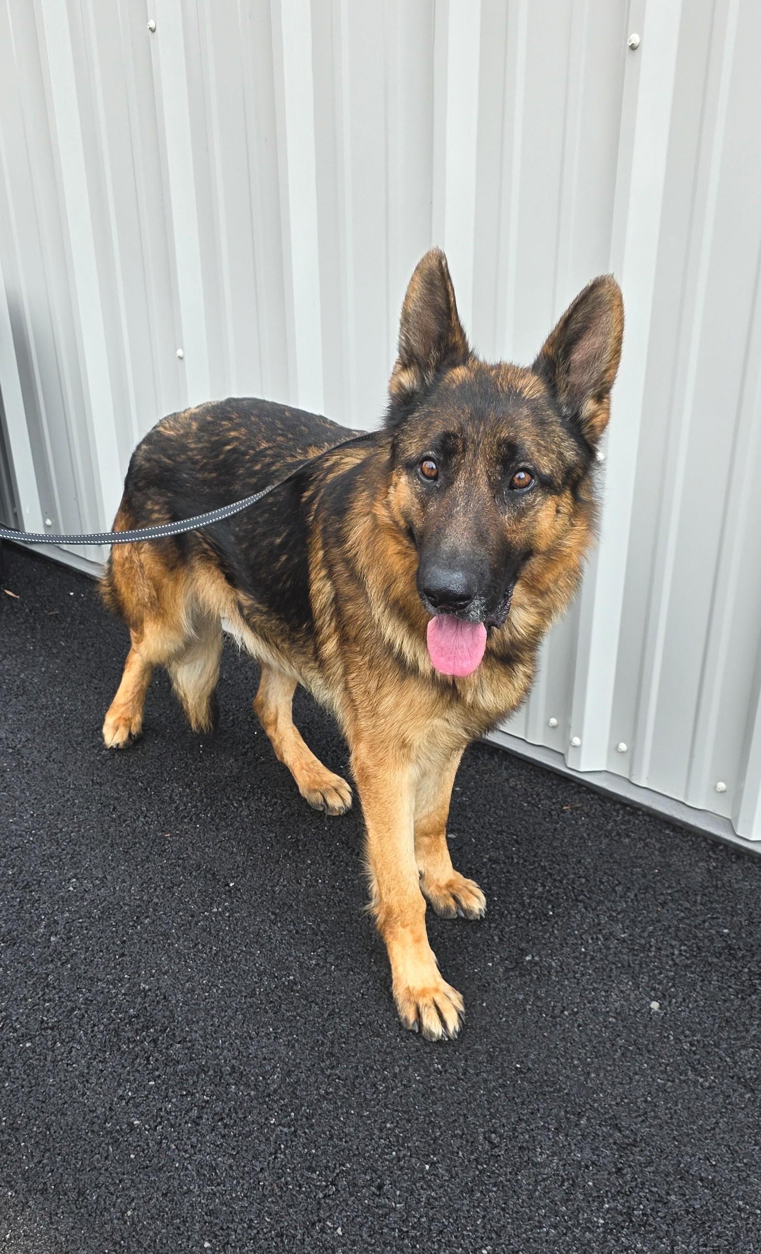 Enlarge Grizzly, a ADOPTABLE mixed breed in Shepherdsville, KY image 1/2