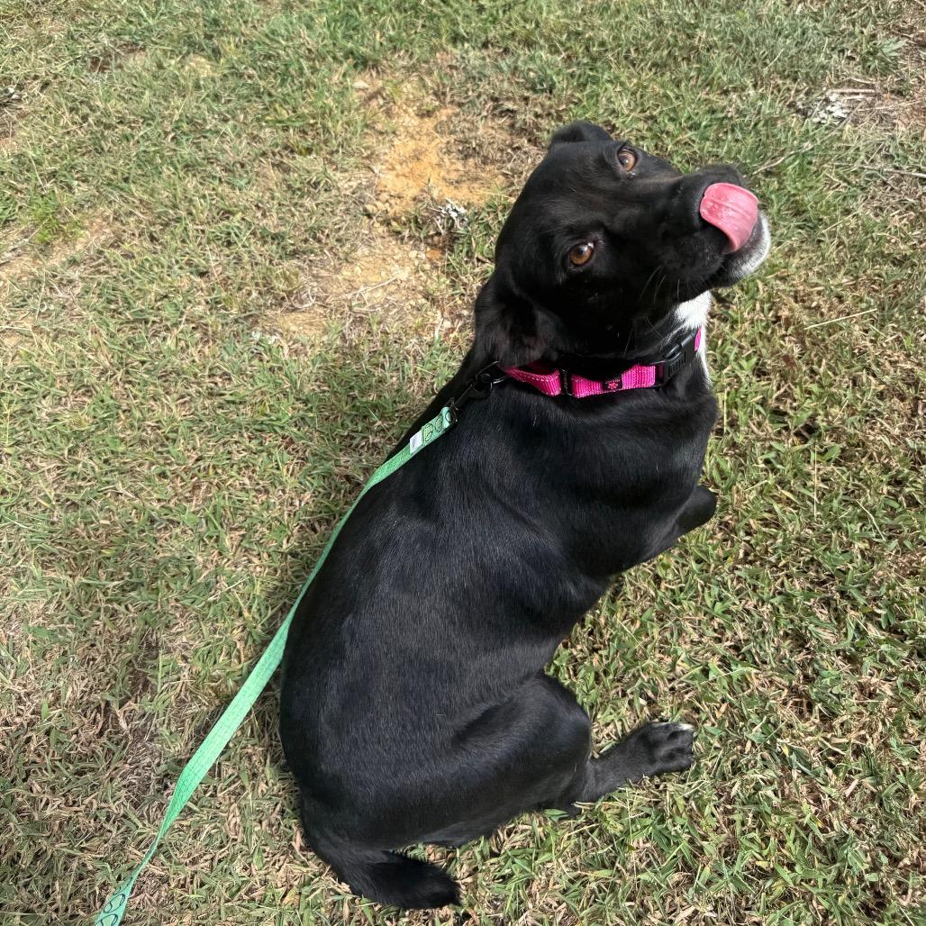Enlarge Zoie 061201A, a Adoptable mixed breed in Amory, MS image 1/6