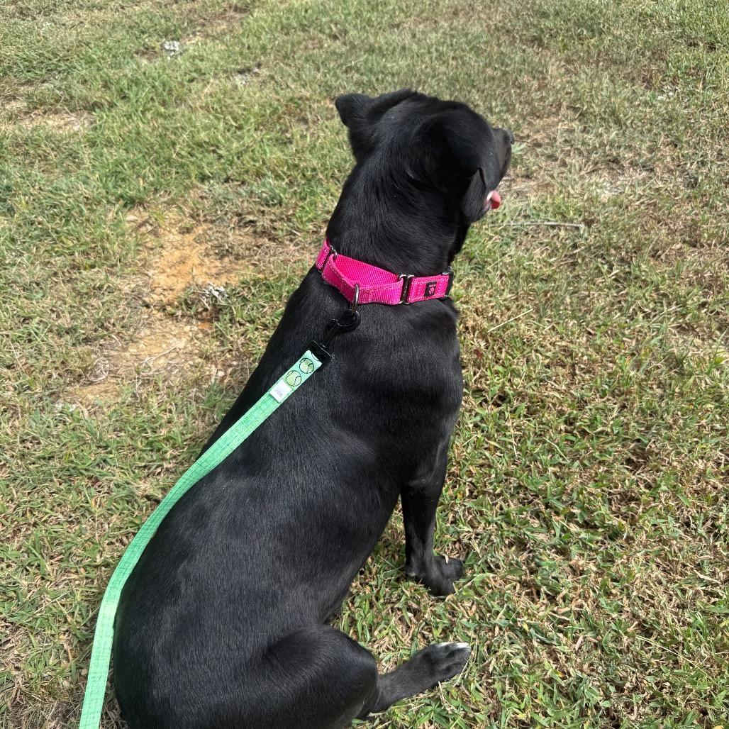 Enlarge Zoie 061201A, a Adoptable mixed breed in Amory, MS image 2/6