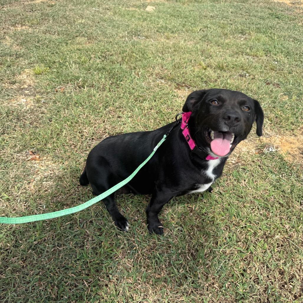 Enlarge Zoie 061201A, a Adoptable mixed breed in Amory, MS image 3/6