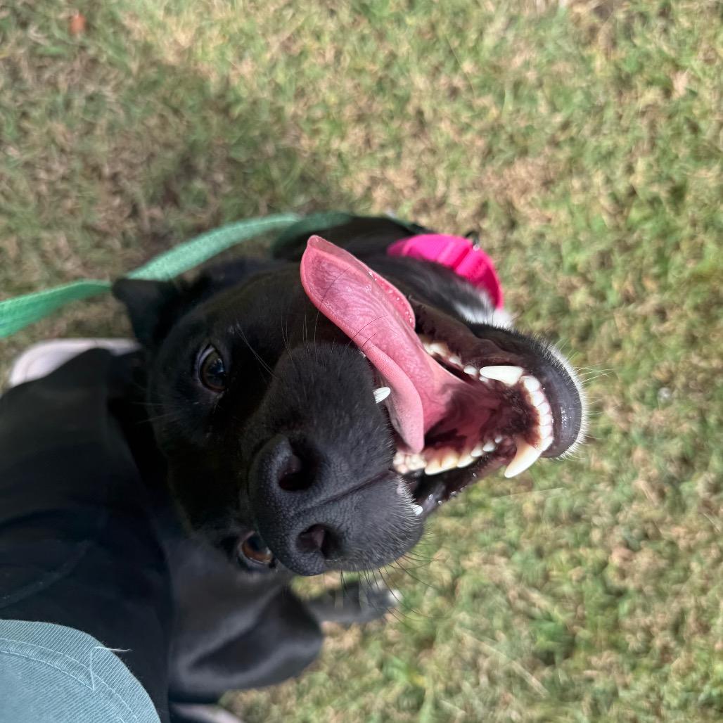 Enlarge Zoie 061201A, a Adoptable mixed breed in Amory, MS image 4/6