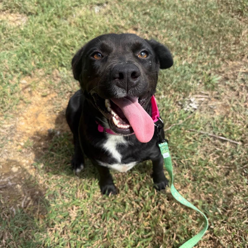 Enlarge Zoie 061201A, a Adoptable mixed breed in Amory, MS image 5/6