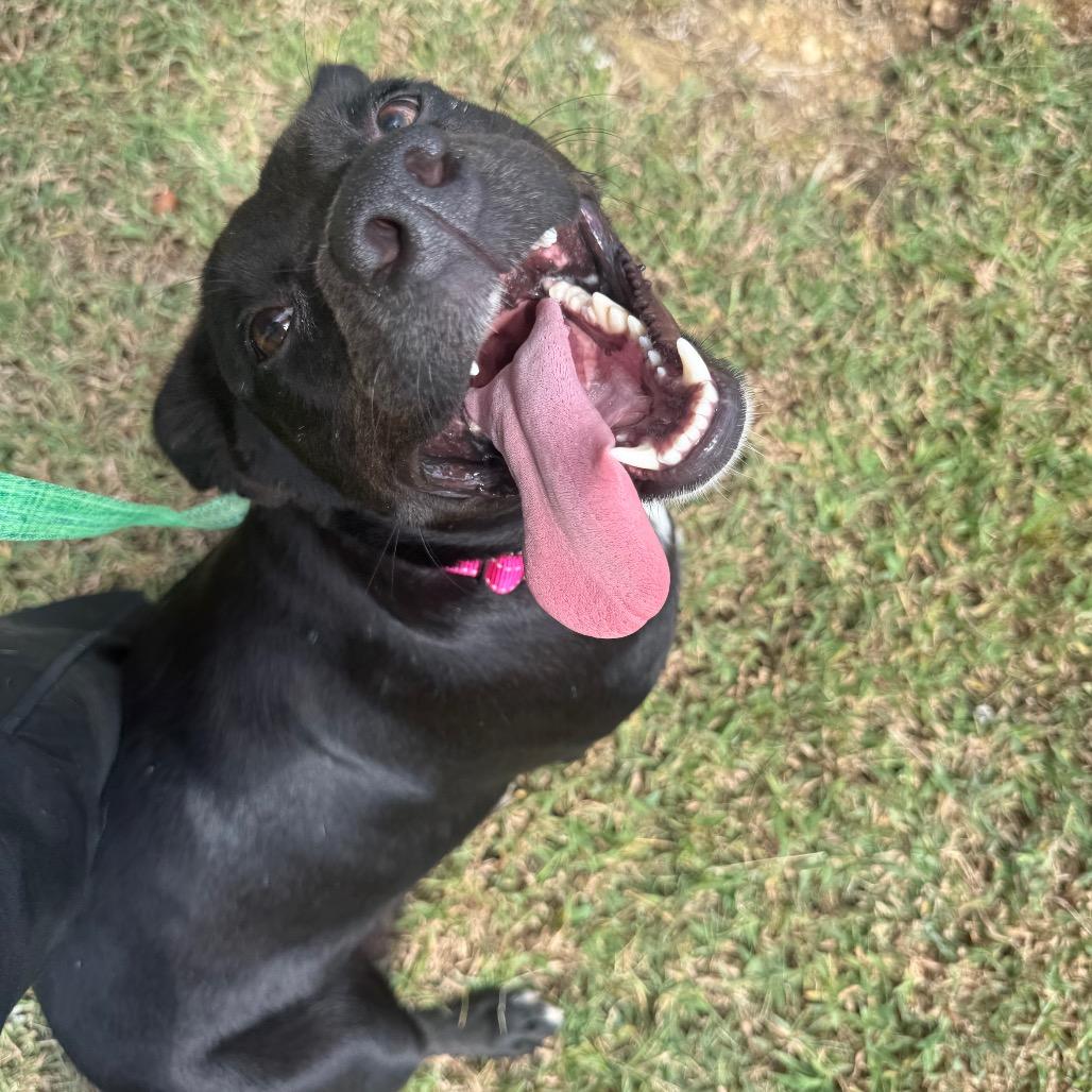 Enlarge Zoie 061201A, a Adoptable mixed breed in Amory, MS image 6/6