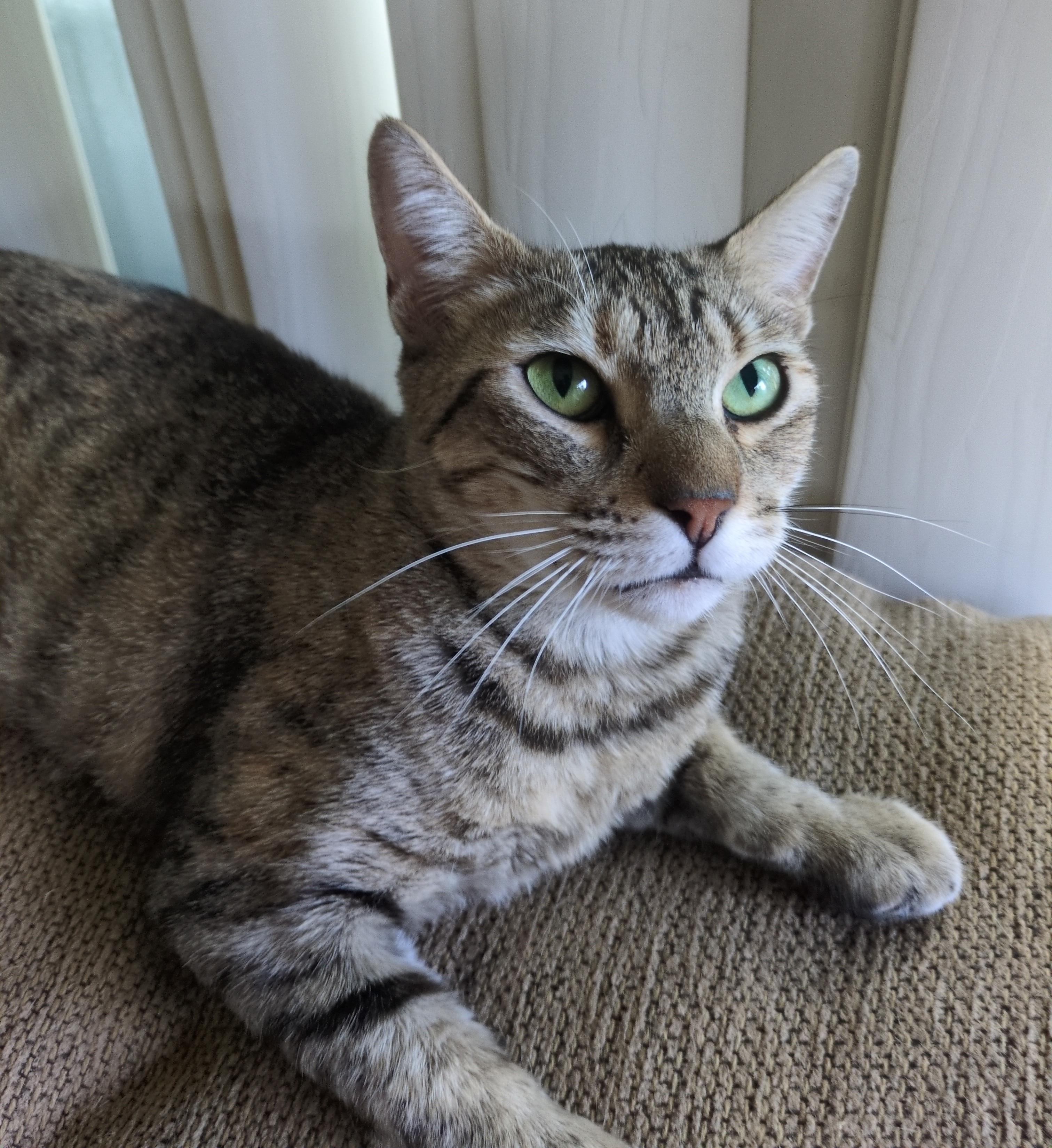 Miss Kitty, Adoptable, Adult Female Domestic Short Hair.