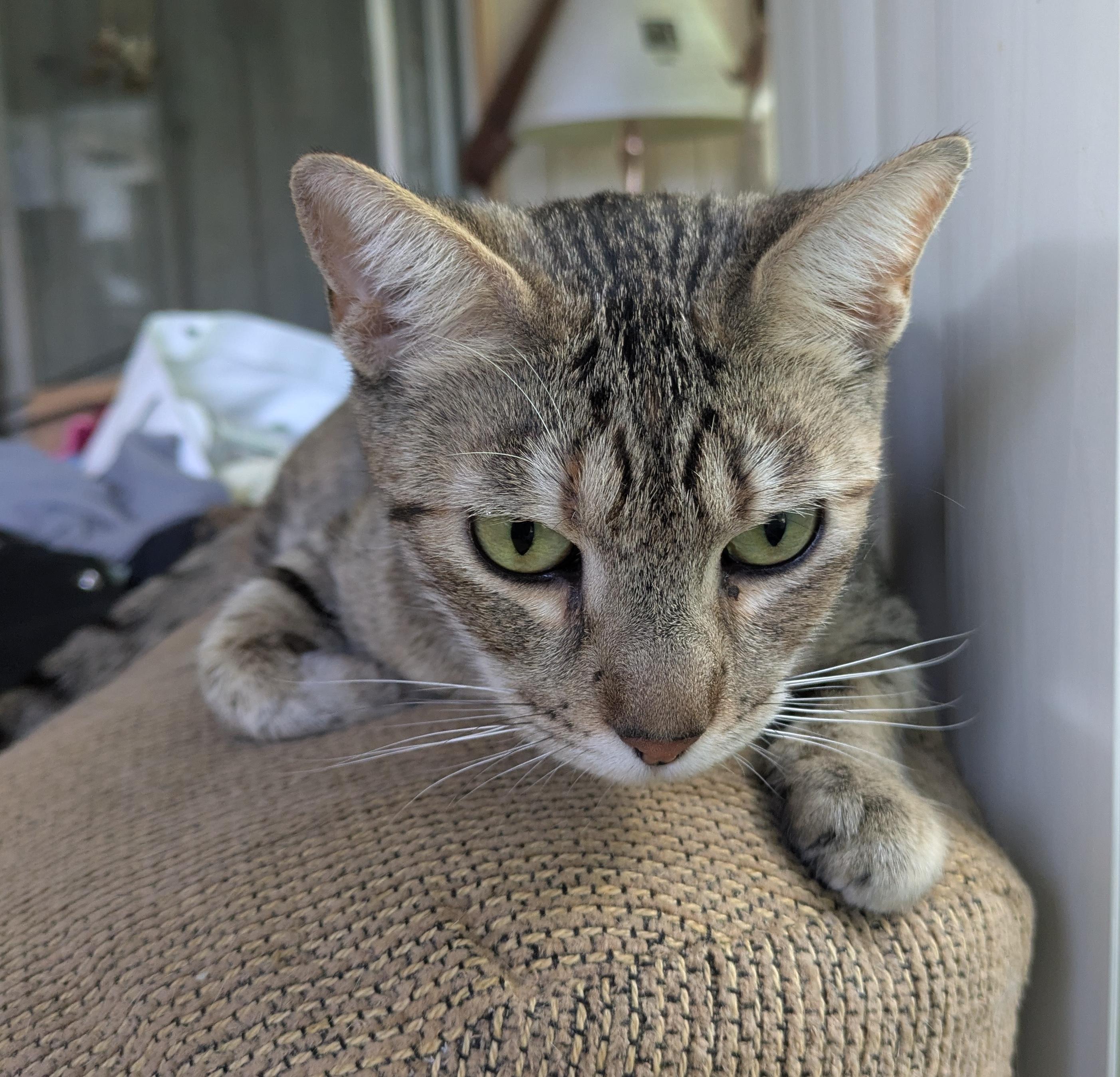 Miss Kitty, a Adoptable Domestic Short Hair in Sherman Oaks, CA image 2/4