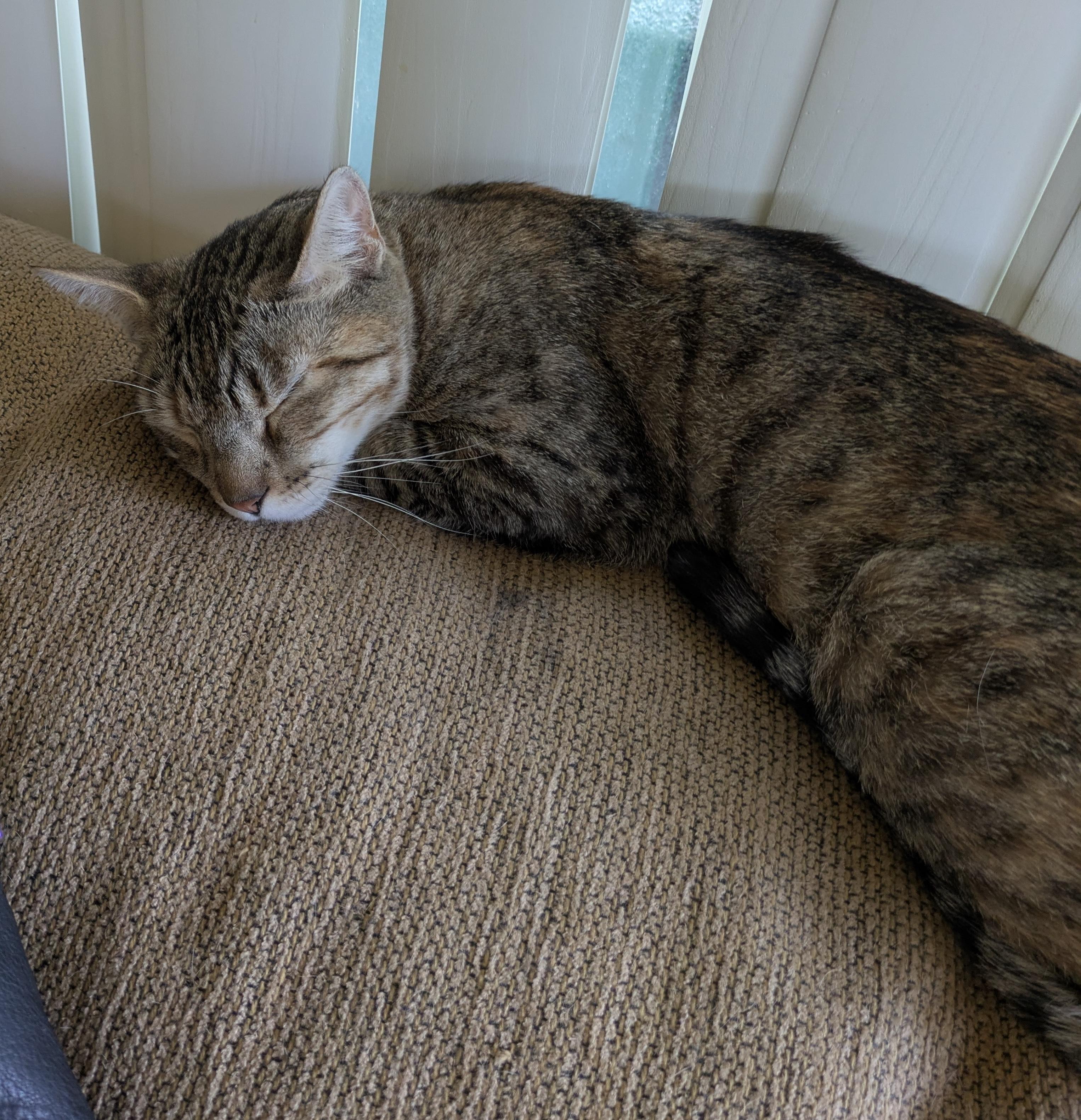 Miss Kitty, a Adoptable Domestic Short Hair in Sherman Oaks, CA image 3/4