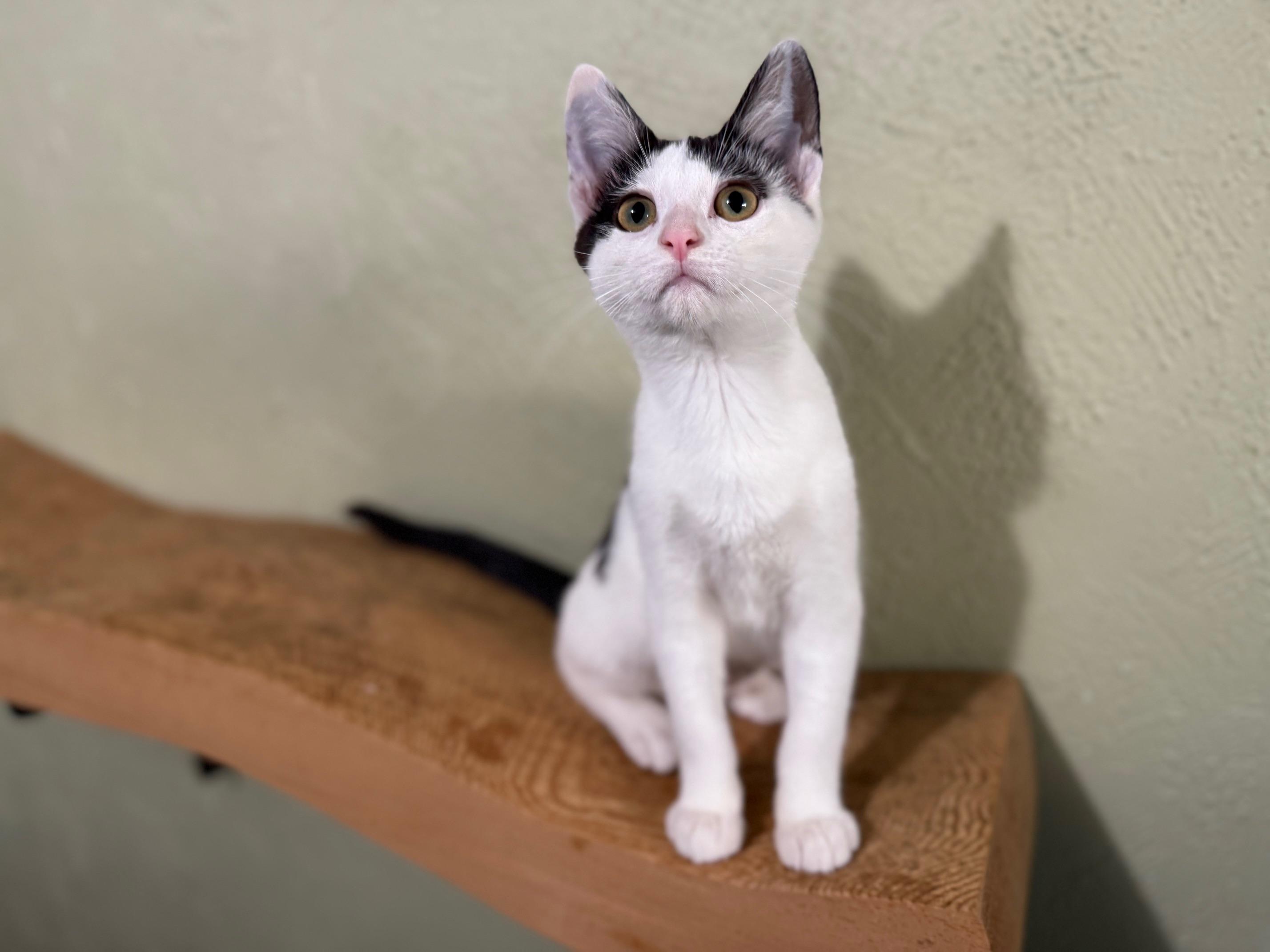 Lottie Lovesalot - SNUGGLY affectionate little girl!, a Adopted Domestic Short Hair in Neenah, WI image 6/6