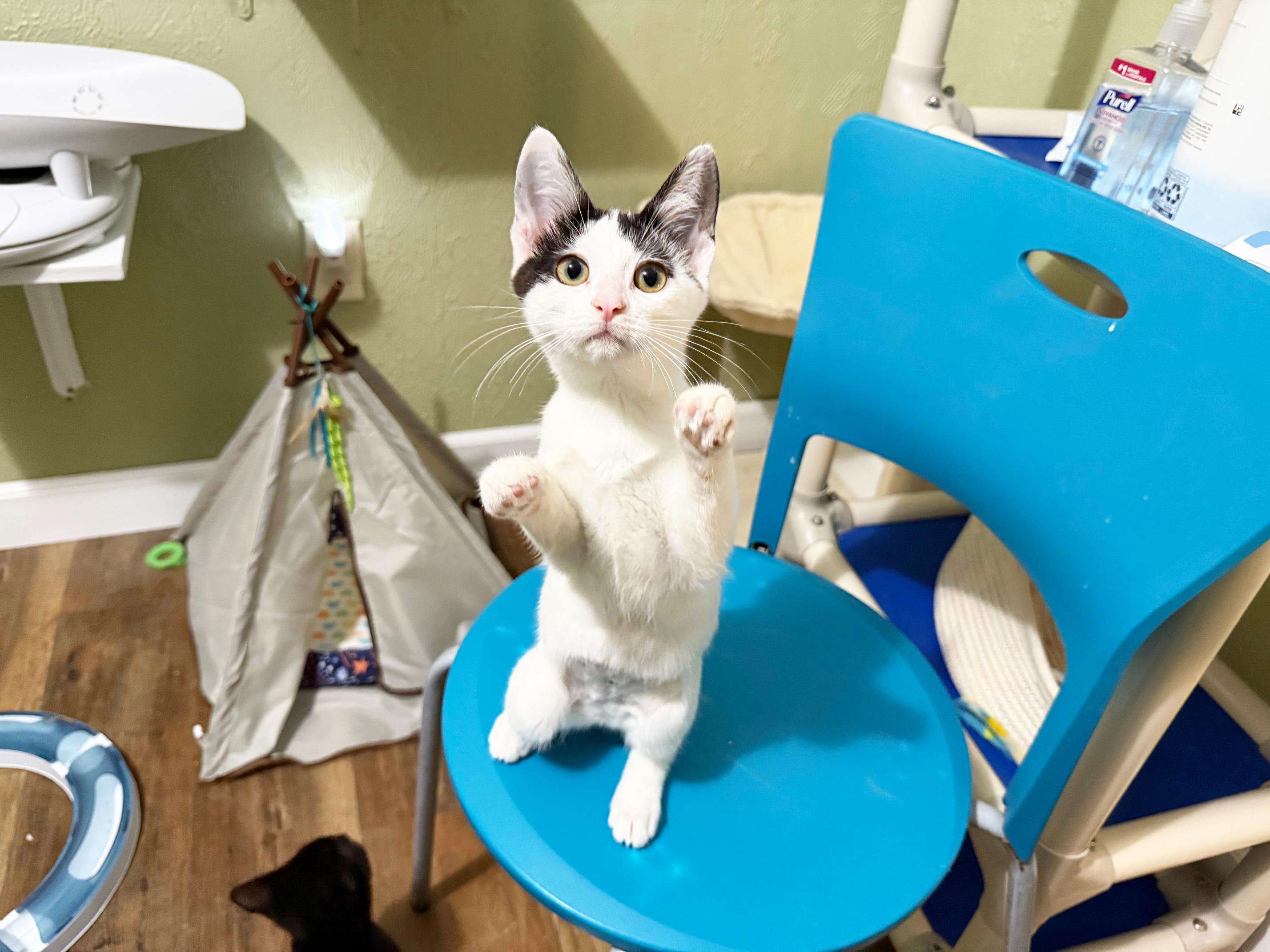 Lottie Lovesalot - SNUGGLY affectionate little girl!, Adopted, Kitten Female Domestic Short Hair.