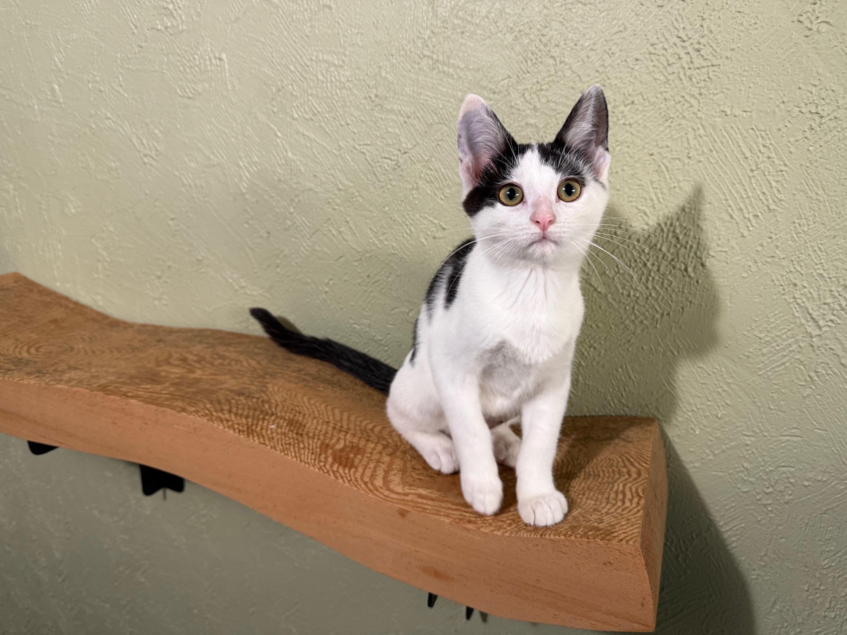 Lottie Lovesalot - SNUGGLY affectionate little girl!, a Adopted Domestic Short Hair in Neenah, WI image 4/6