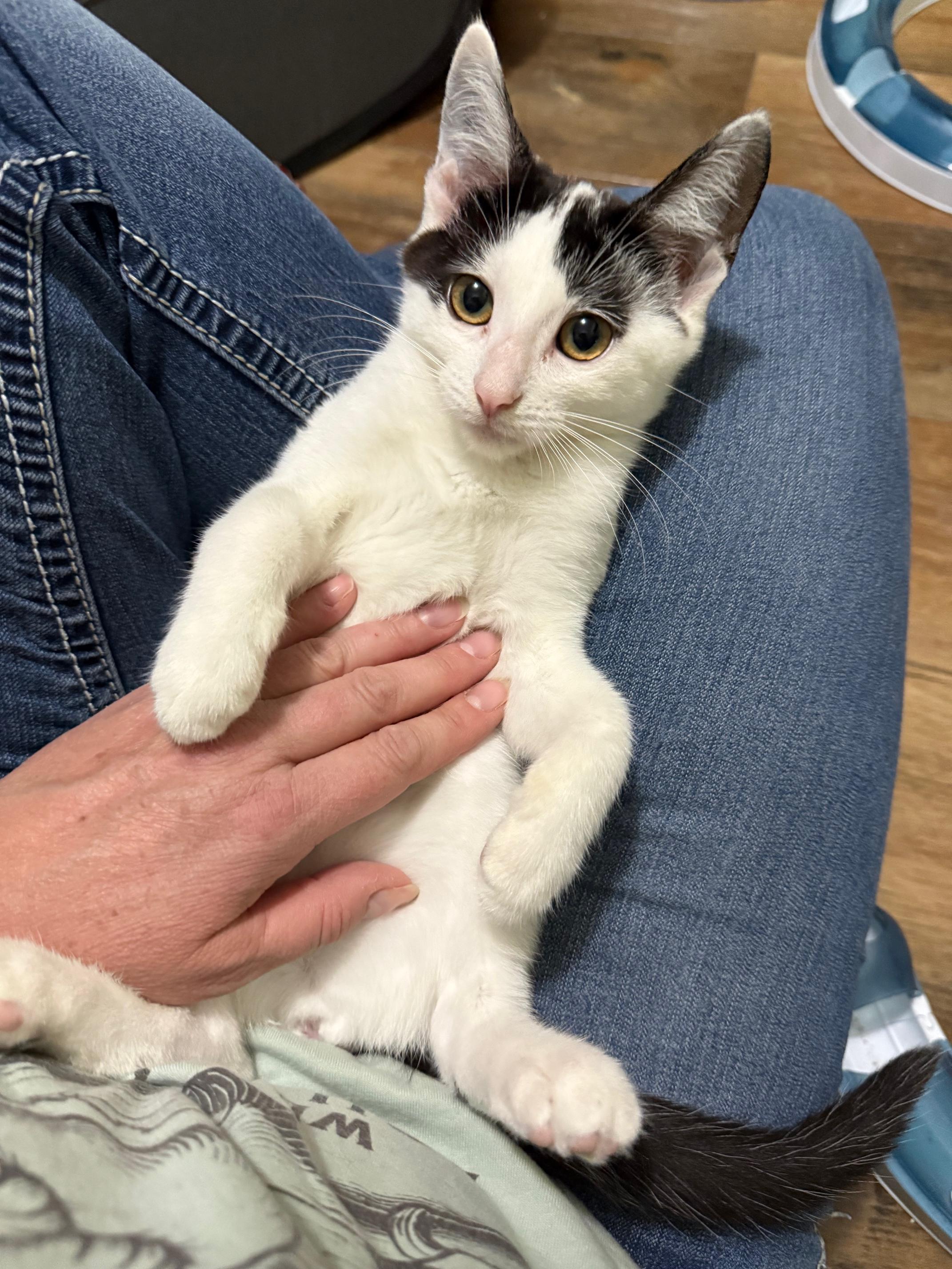 Lottie Lovesalot - SNUGGLY affectionate little girl!, a Adopted Domestic Short Hair in Neenah, WI image 5/6