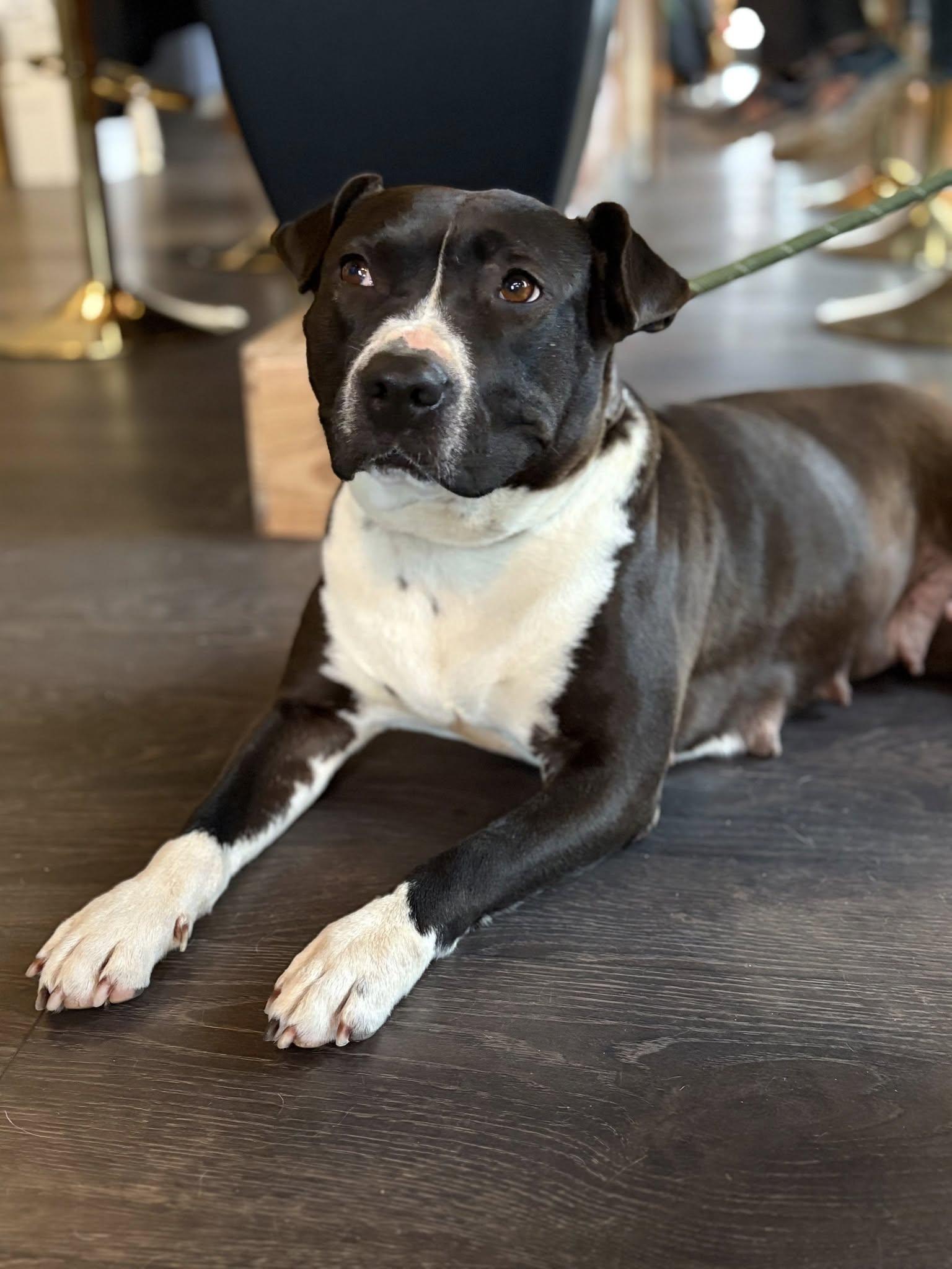 Enlarge Blossom, a Adopted mixed breed in Charlotte, NC image 1/6