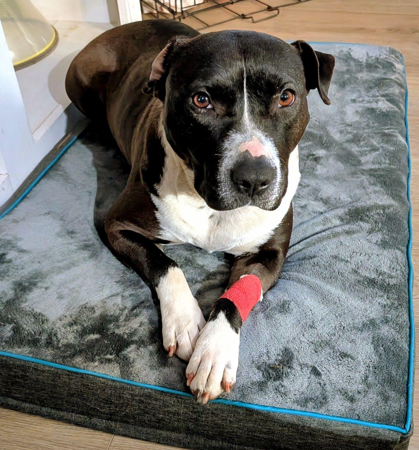 Enlarge Blossom, a Adopted mixed breed in Charlotte, NC image 2/6