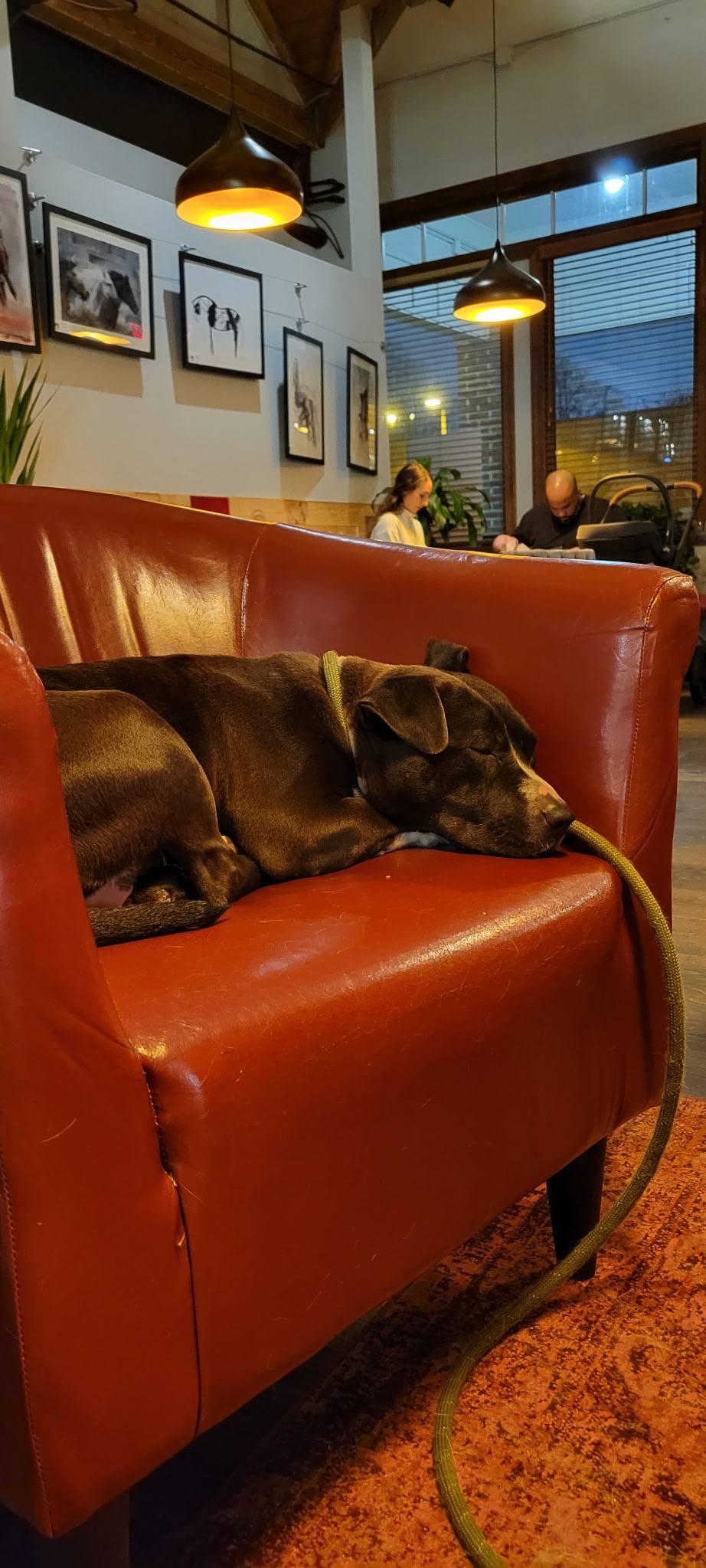 Enlarge Blossom, a Adopted mixed breed in Charlotte, NC image 3/6