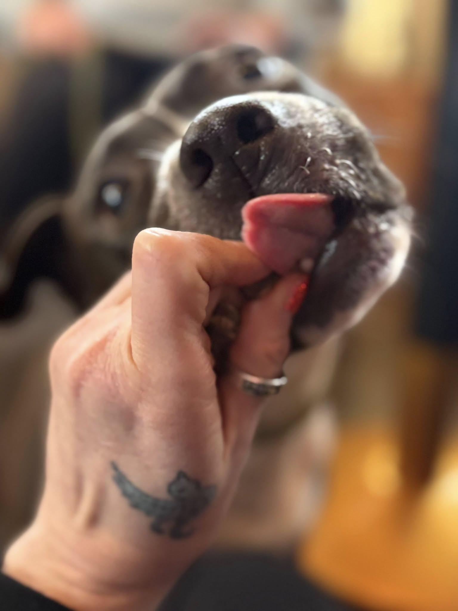 Enlarge Blossom, a Adopted mixed breed in Charlotte, NC image 4/6