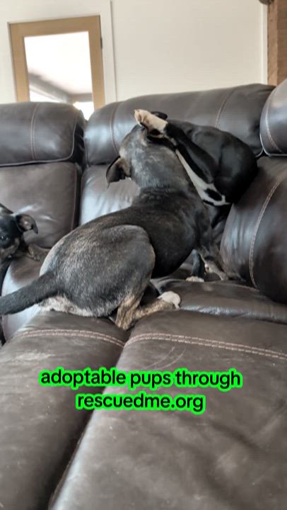 Enlarge Blossom, a Adopted mixed breed in Charlotte, NC video 6/6