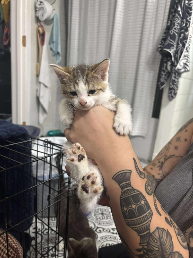 Enlarge Shrimp Scampi, a Adoptable mixed breed in Clarksville, TN image 2/6