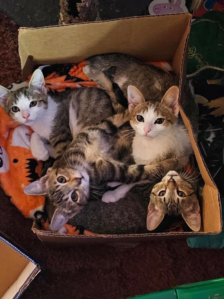 Enlarge Shrimp Scampi, a Adoptable mixed breed in Clarksville, TN image 3/6