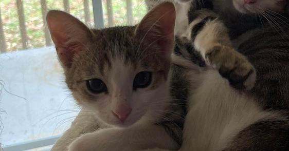 Enlarge Shrimp Scampi, a Adoptable mixed breed in Clarksville, TN image 5/6