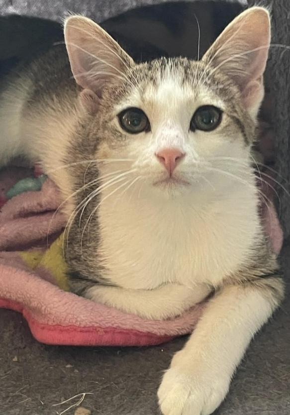 Enlarge Shrimp Scampi, a Adoptable mixed breed in Clarksville, TN image 6/6