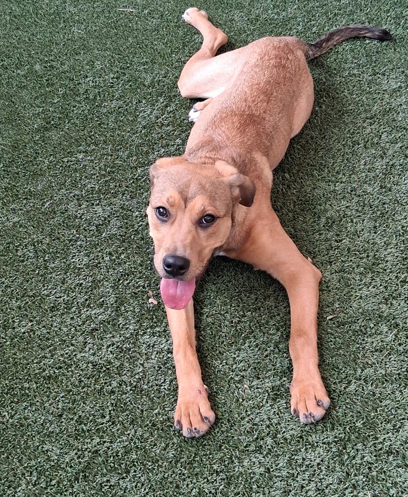 Kara, Adoptable, Young Female Black Mouth Cur.