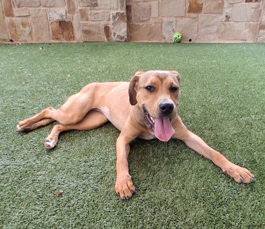 Enlarge Kara, a Adoptable mixed breed in Seguin, TX image 2/4