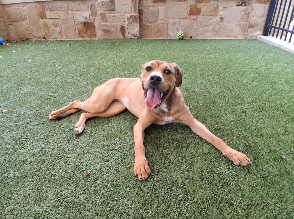 Enlarge Kara, a Adoptable mixed breed in Seguin, TX image 3/4