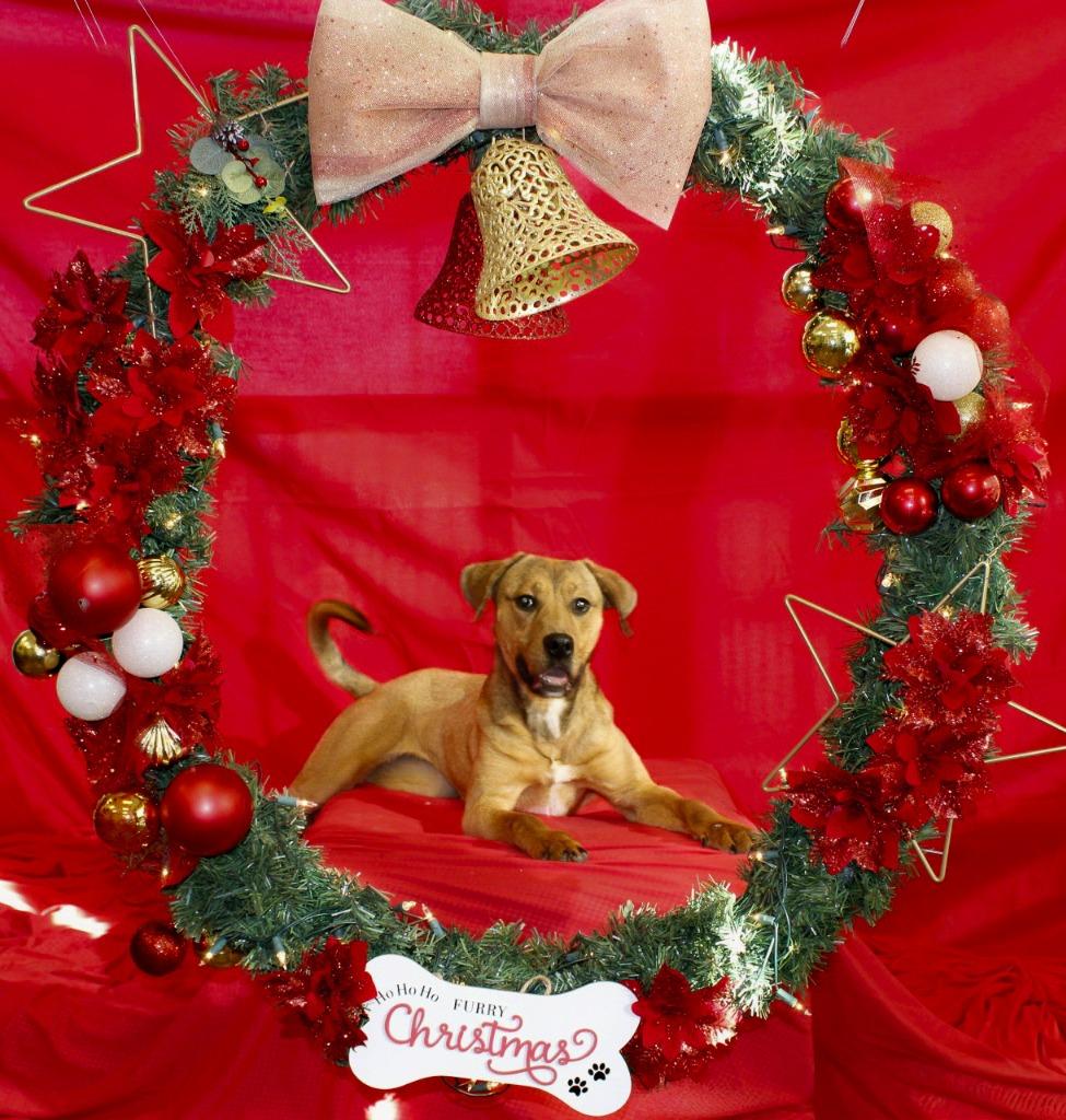 Enlarge Kara, a Adoptable mixed breed in Seguin, TX image 4/4