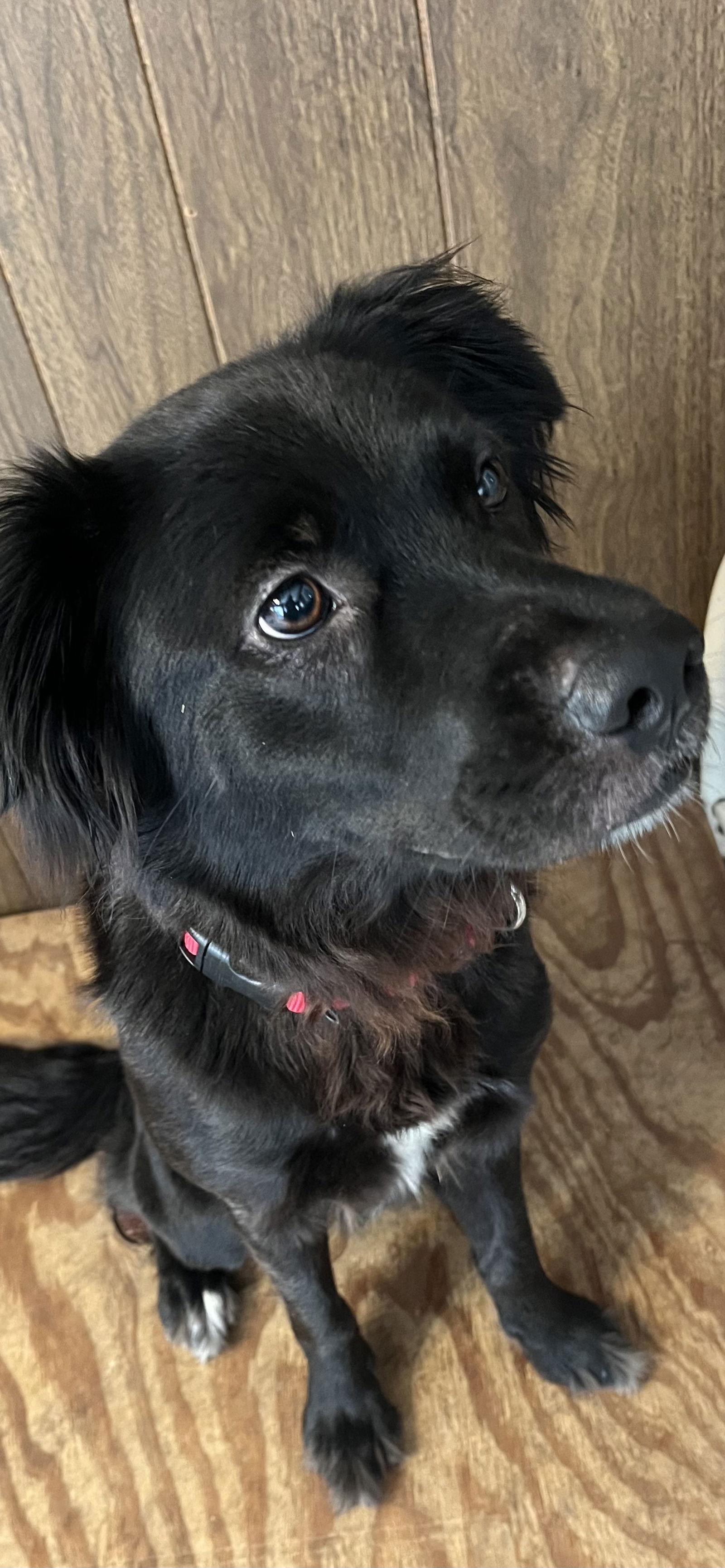 Tiffany, Adoptable, Young Female Border Collie.