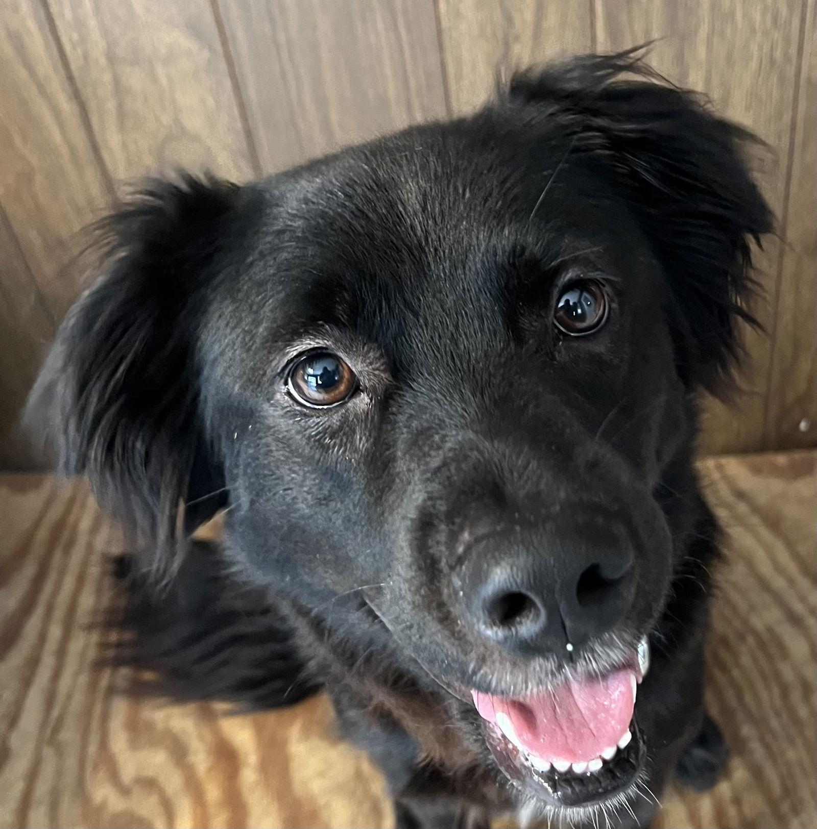 Enlarge Tiffany, a Adoptable mixed breed in Winter Park, FL image 2/3