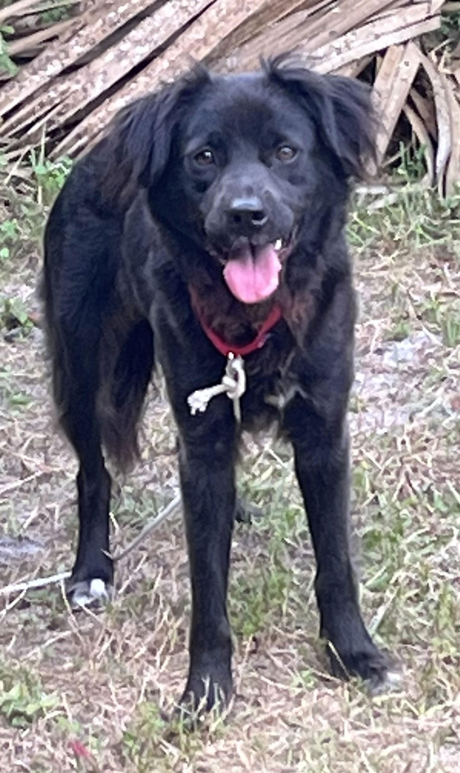 Enlarge Tiffany, a Adoptable mixed breed in Winter Park, FL image 3/3