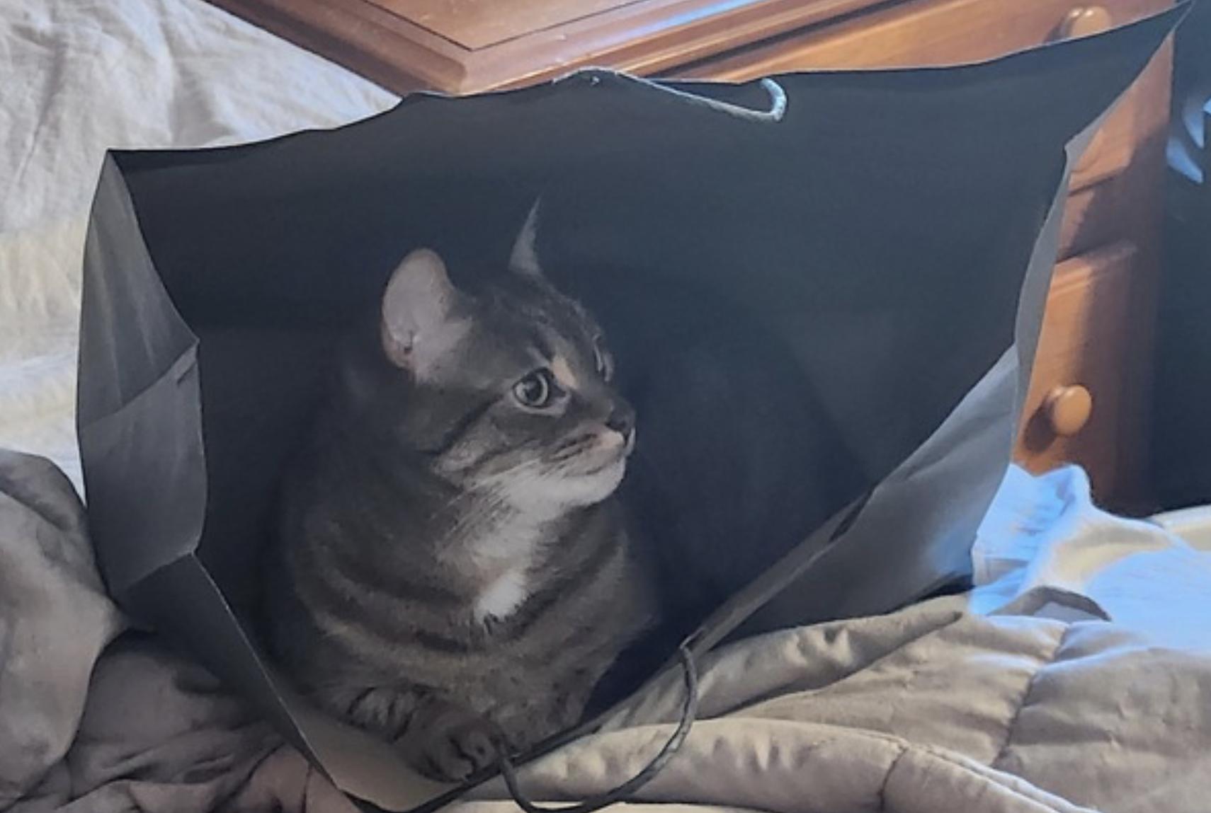 Avery, Cali and Lexi — thumbnail 4