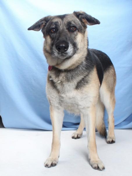 DORA, Adoptable, Adult Female German Shepherd Dog.