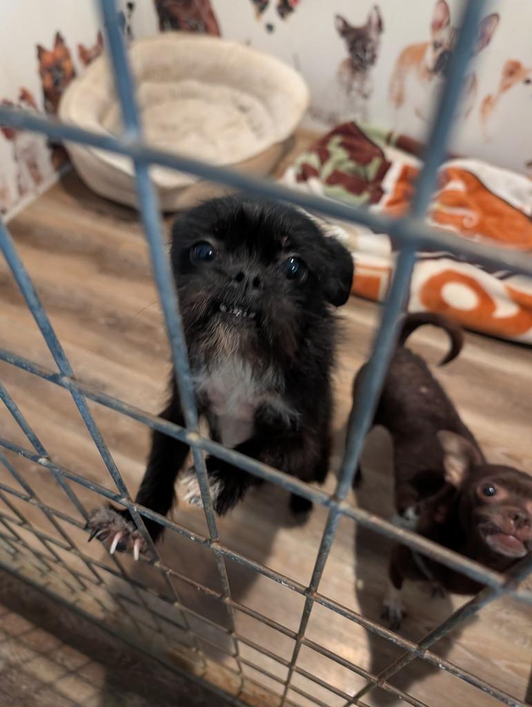 Kiki, Adoptable, Adult Female Brussels Griffon & Chihuahua.