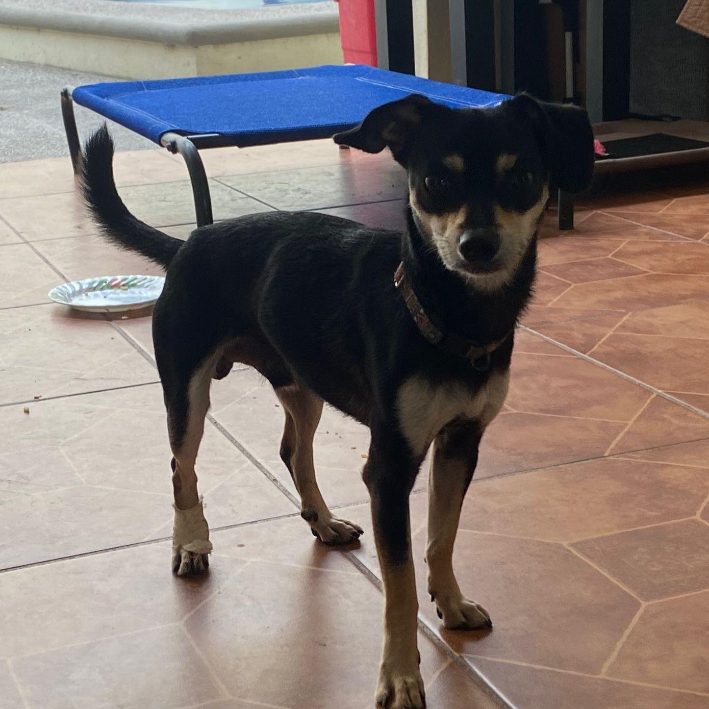 Capone, a Adopted mixed breed in Las Jarretaderas, NAY image 3/6