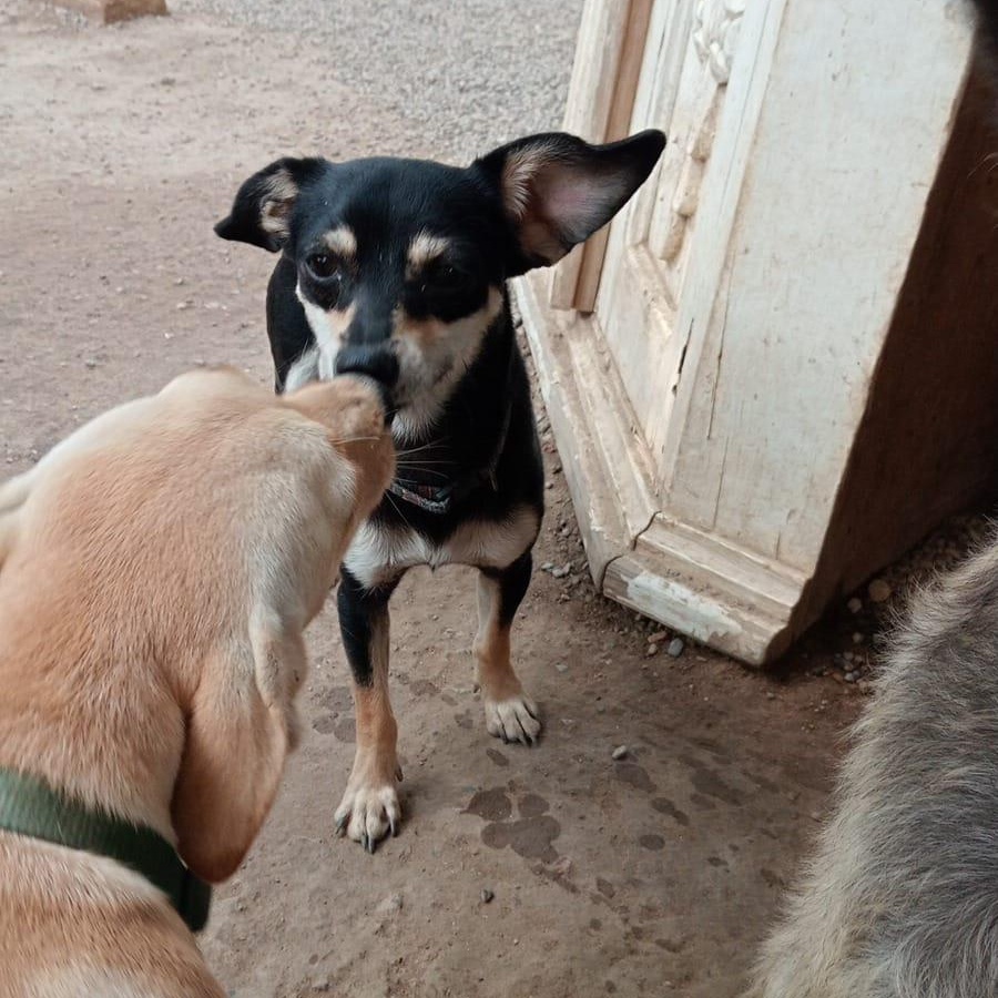 Capone, a Adopted mixed breed in Las Jarretaderas, NAY image 5/6