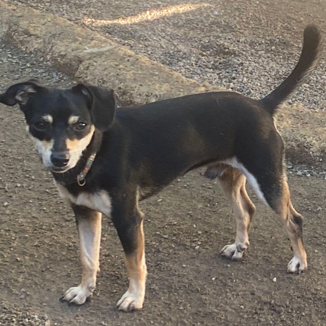 Capone, a Adopted mixed breed in Las Jarretaderas, NAY image 2/6
