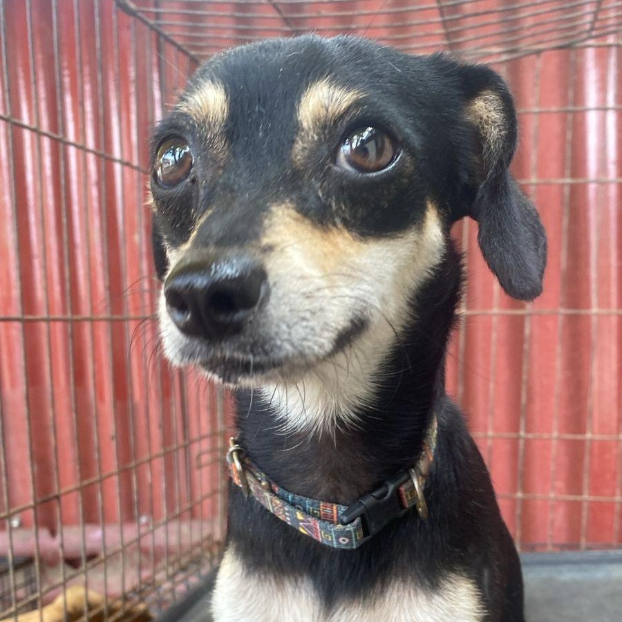 Capone, a Adopted mixed breed in Las Jarretaderas, NAY image 4/6