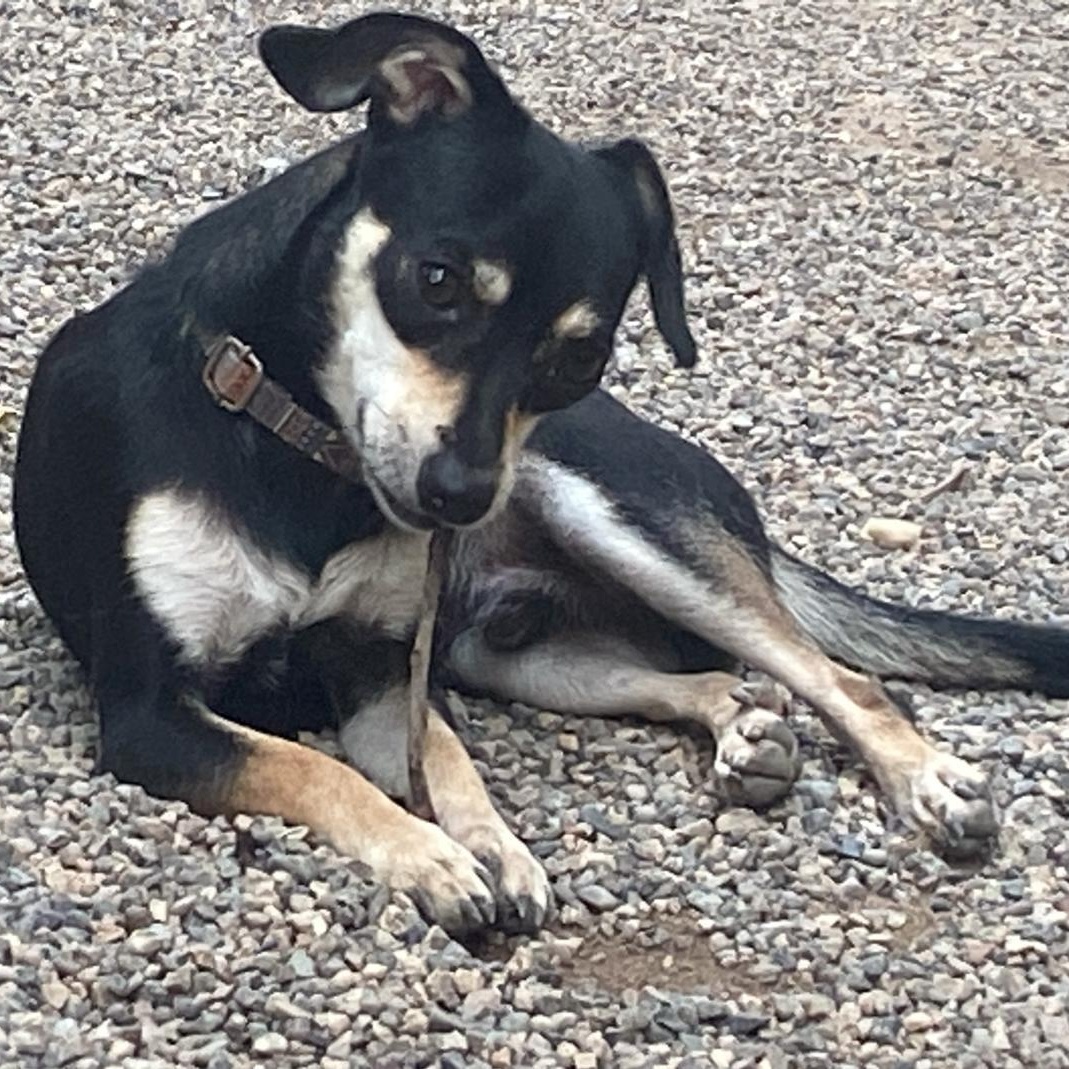 Capone, a Adopted mixed breed in Las Jarretaderas, NAY image 1/6
